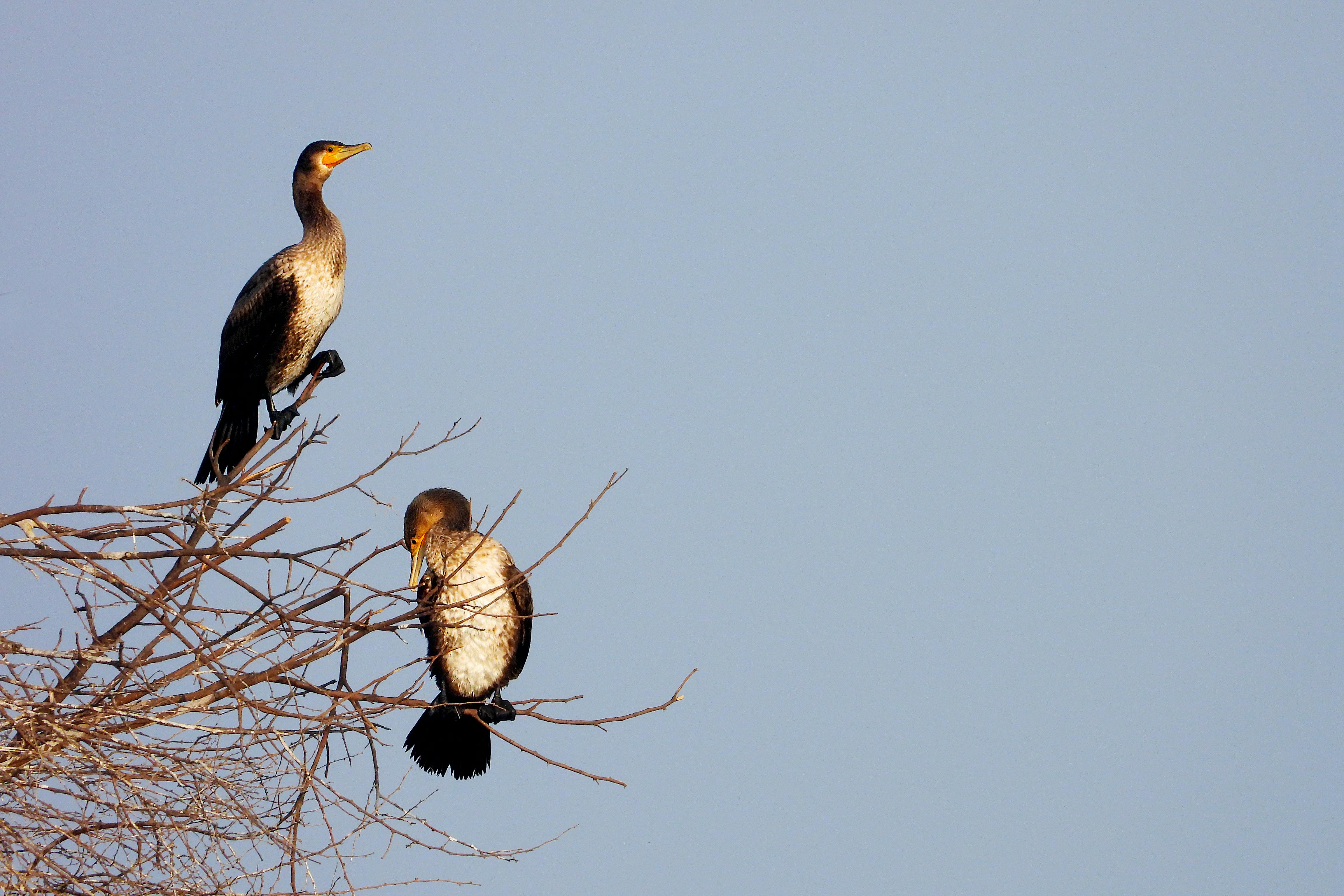 Bird Perched · Free Stock Photo Bird Perched · Free Stock Photo