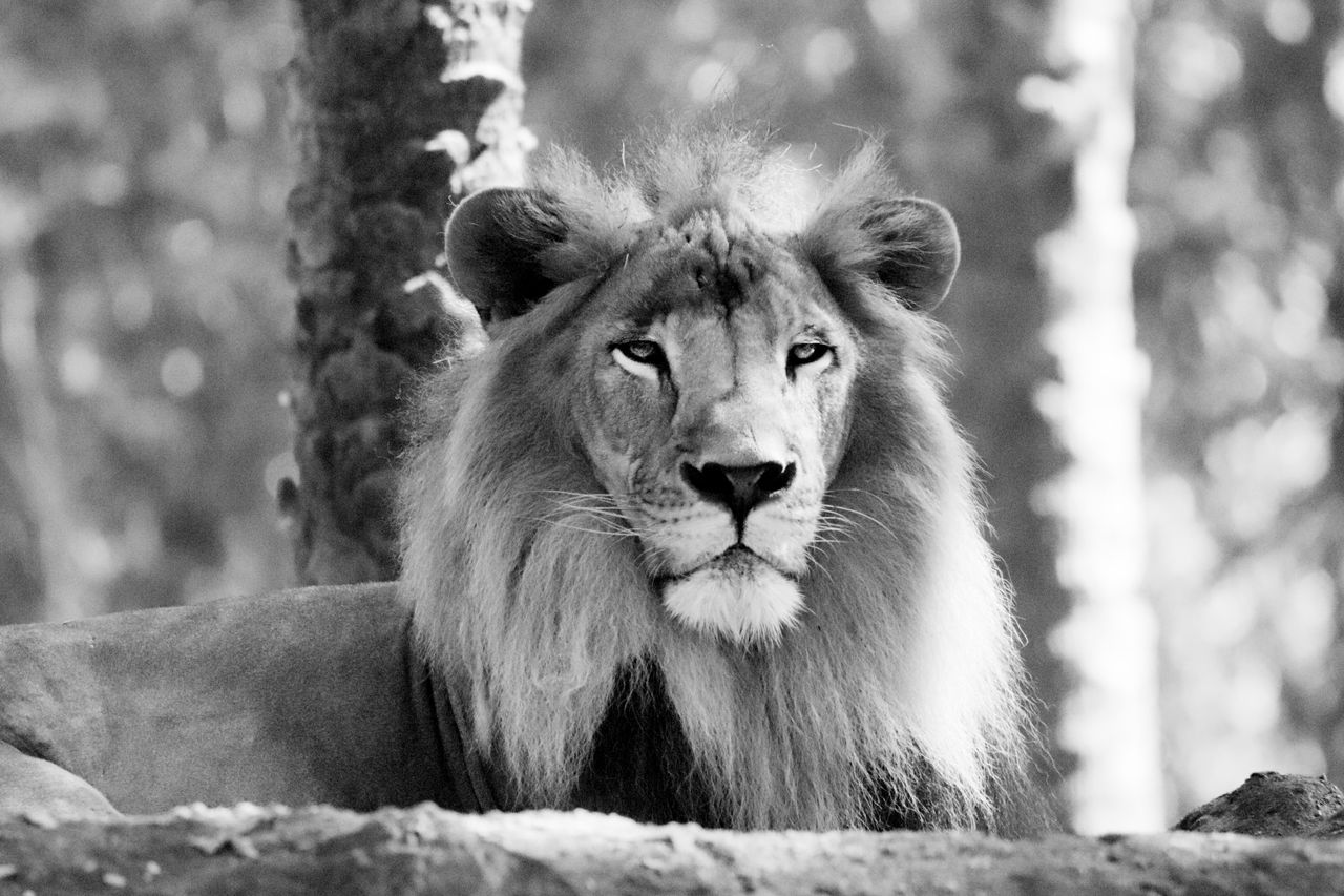 black and white close up of a lion lying on a rock showcasing wildlife