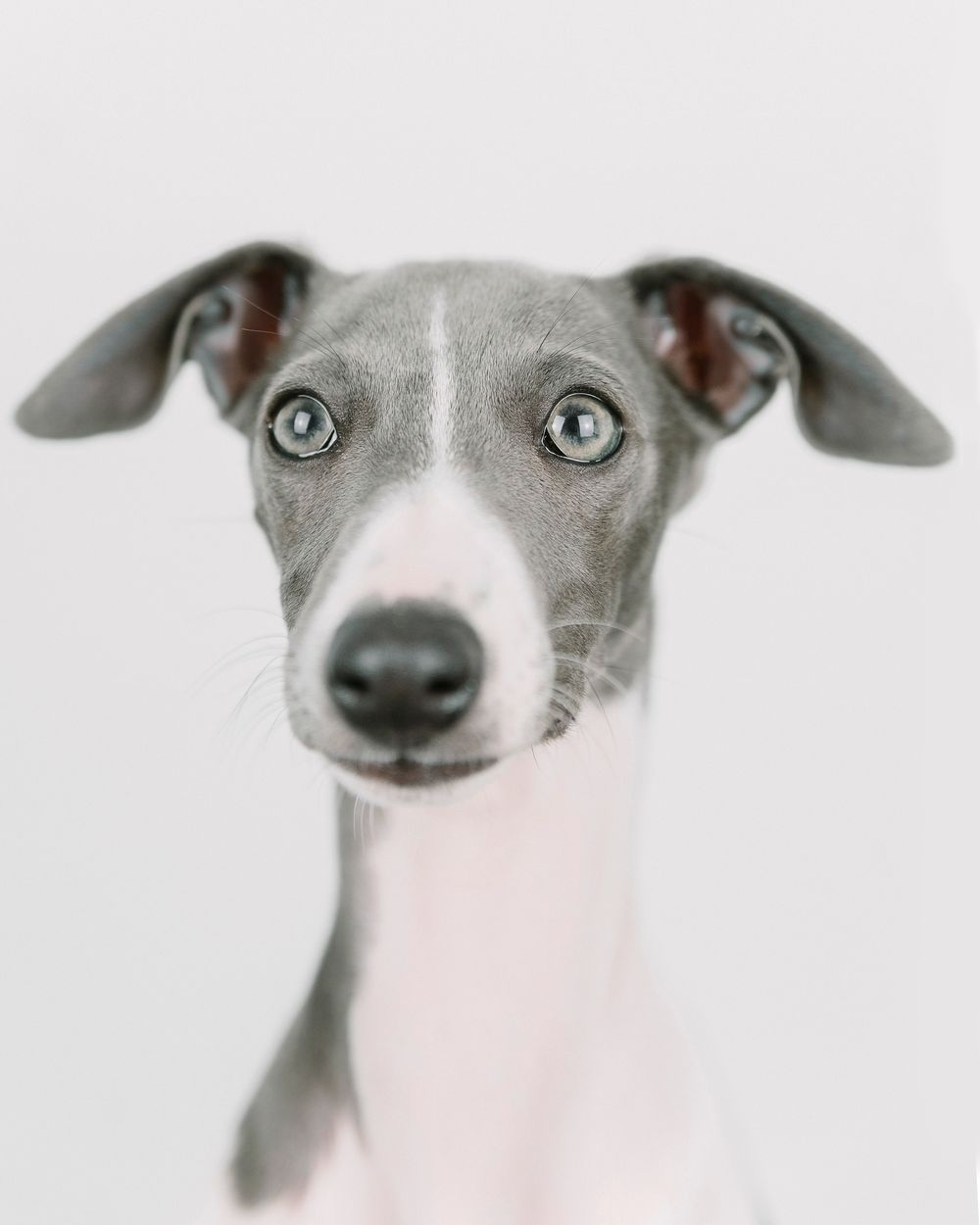 Italian Greyhound, photo 4