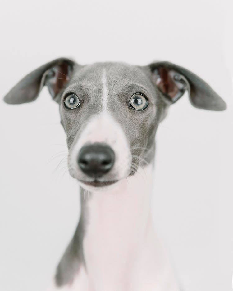 Cute Dog Against White Background