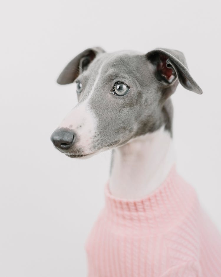 Dog In Pink Shirt