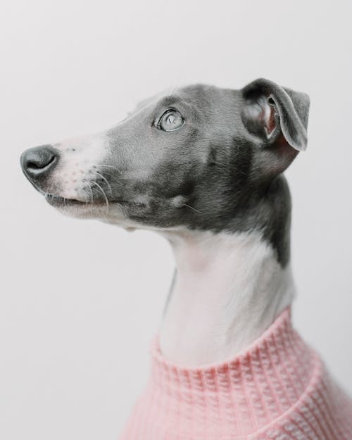 Free Dog in Pink Sweater Stock Photo