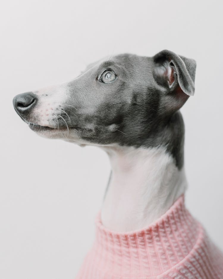 Dog In Pink Sweater