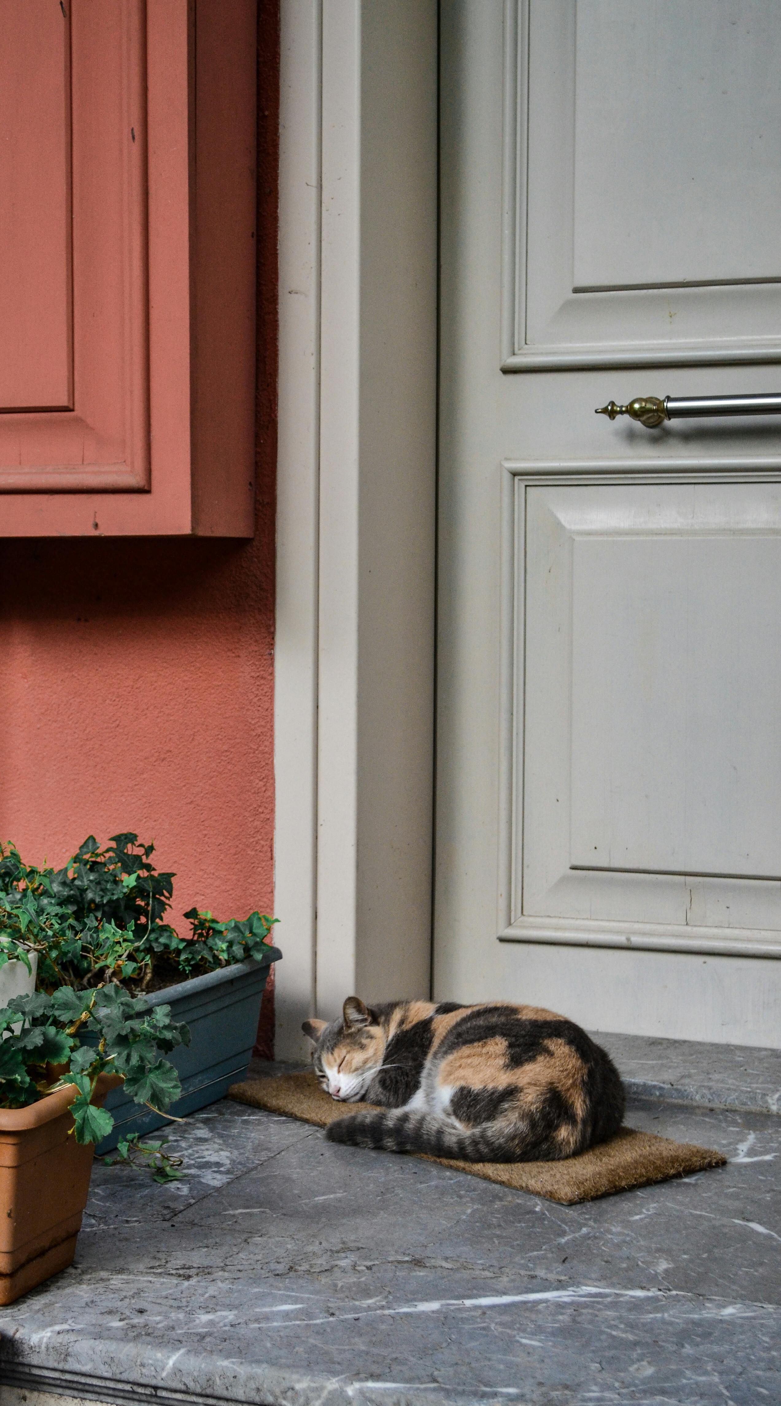 cat lying down on the doormat