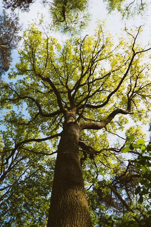 Photos gratuites de ancien, arbre, bois