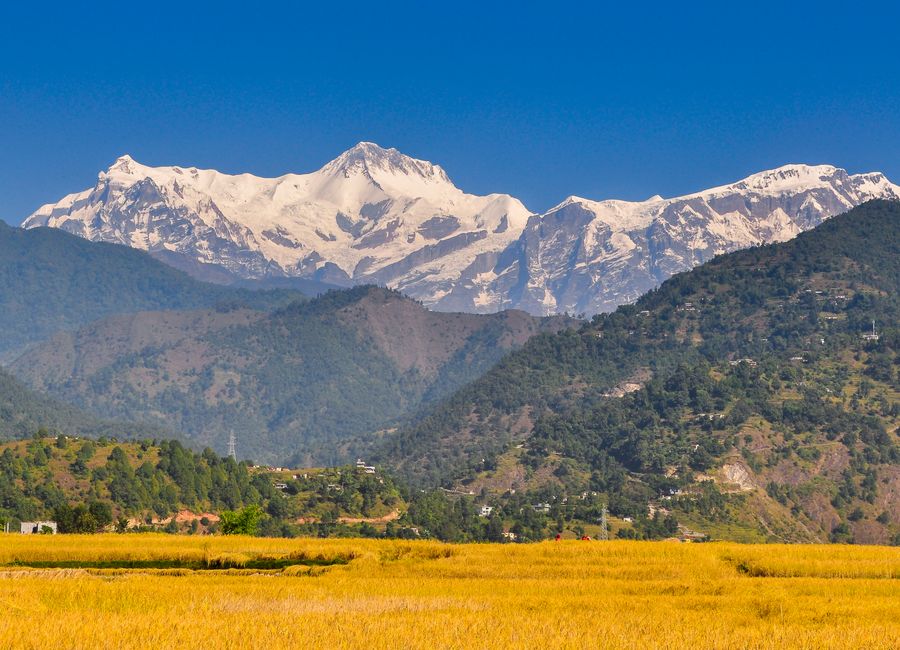 Breathtaking view of the snow-capped Annapurna mountain range overlooking golden fields in Pokhara, Nepal.
