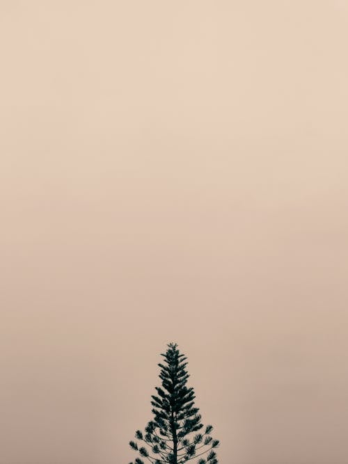 Tree Against a Grey Sky