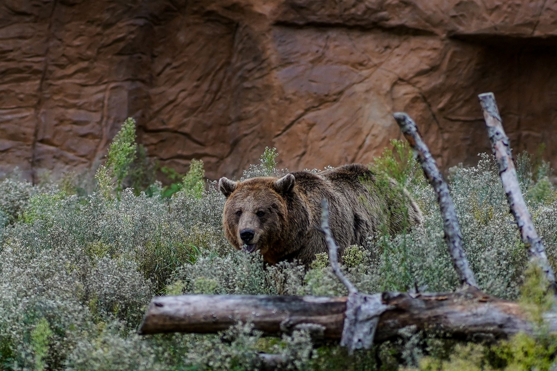 A majestic grizzly bear stands in a rocky, natural environment, showcasing wildlife's raw beauty.