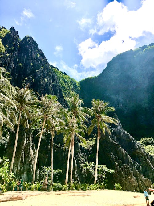 Coconut Trees Next To a Large Mountain