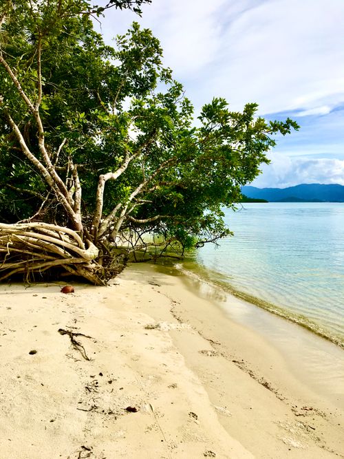 Free Serene tropical beach with mangrove trees on San Vicente's pristine shoreline, MIMAROPA, Philippines. Stock Photo