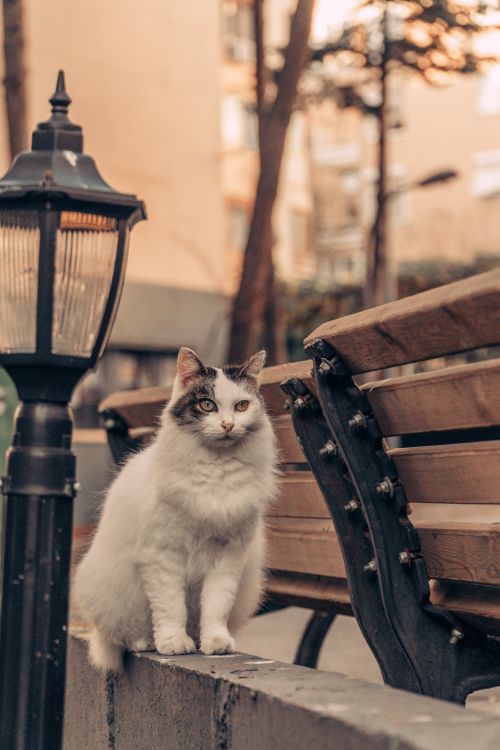 Free Adorable fluffy cat sitting on a city bench beside a street lamp on a sunny day. Stock Photo
