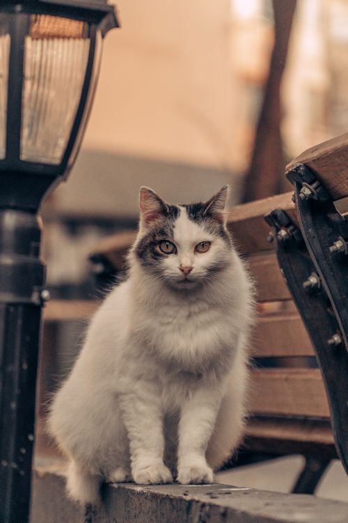 Free An adorable fluffy cat sitting on a bench beside a vintage lamp post, captured in warm tones. Stock Photo