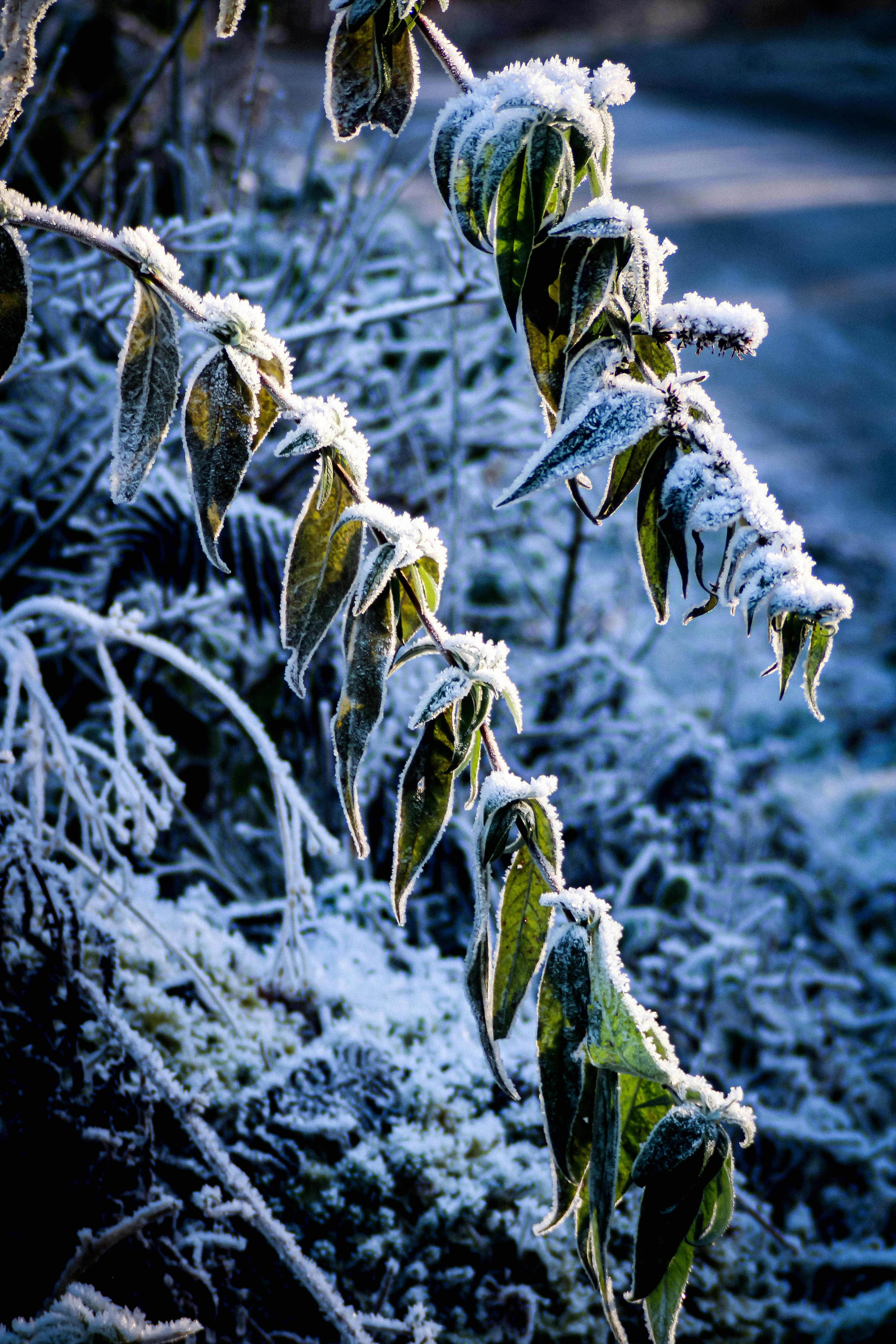 Photo by Sharon Gallagher