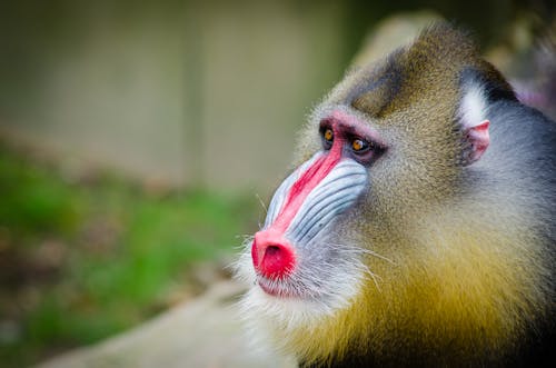 モンキー, 動物, 可愛いの無料の写真素材