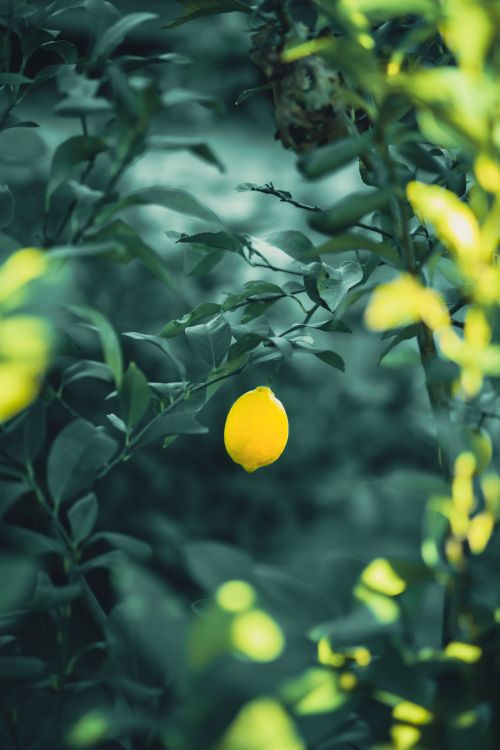 Free Bright lemon hanging surrounded by lush green leaves in a serene outdoor setting. Stock Photo