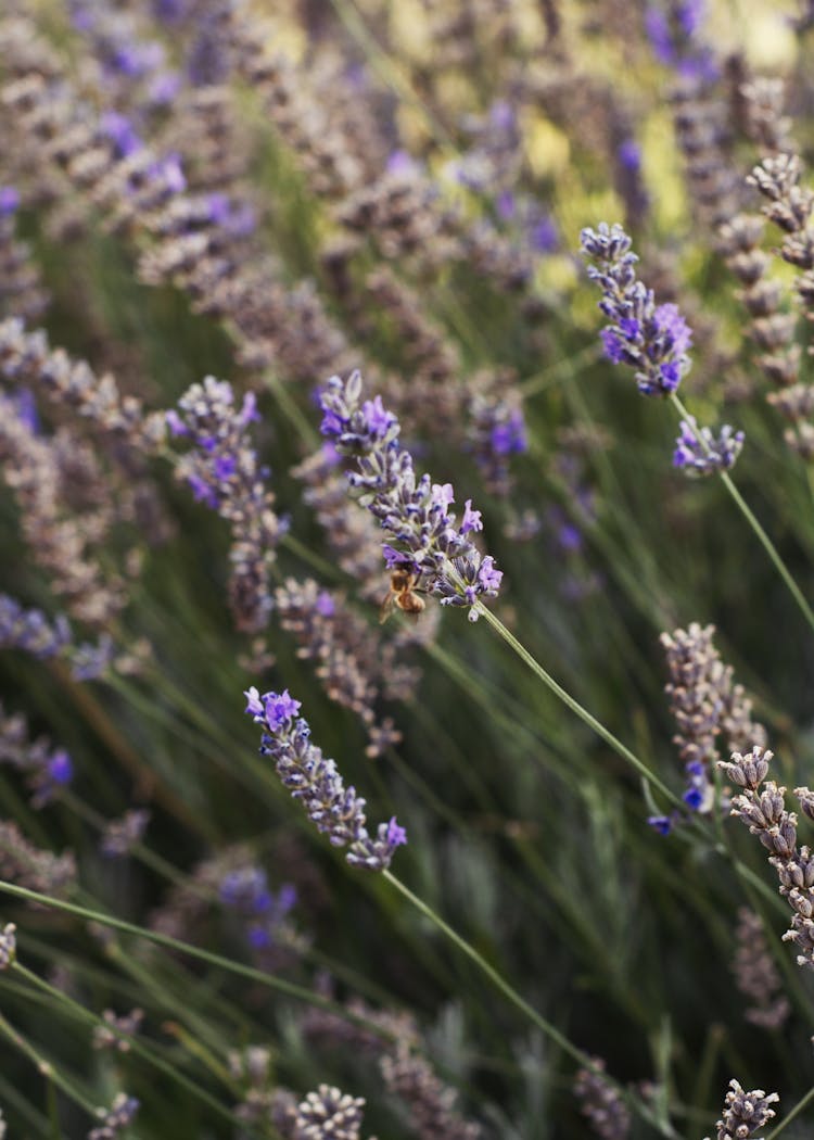 Close-Up Photo Of Bee Perched On Purple Flower