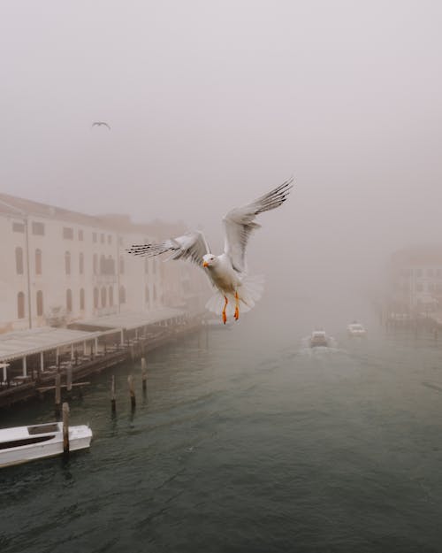 Seagull Flying over River in Town under Fog