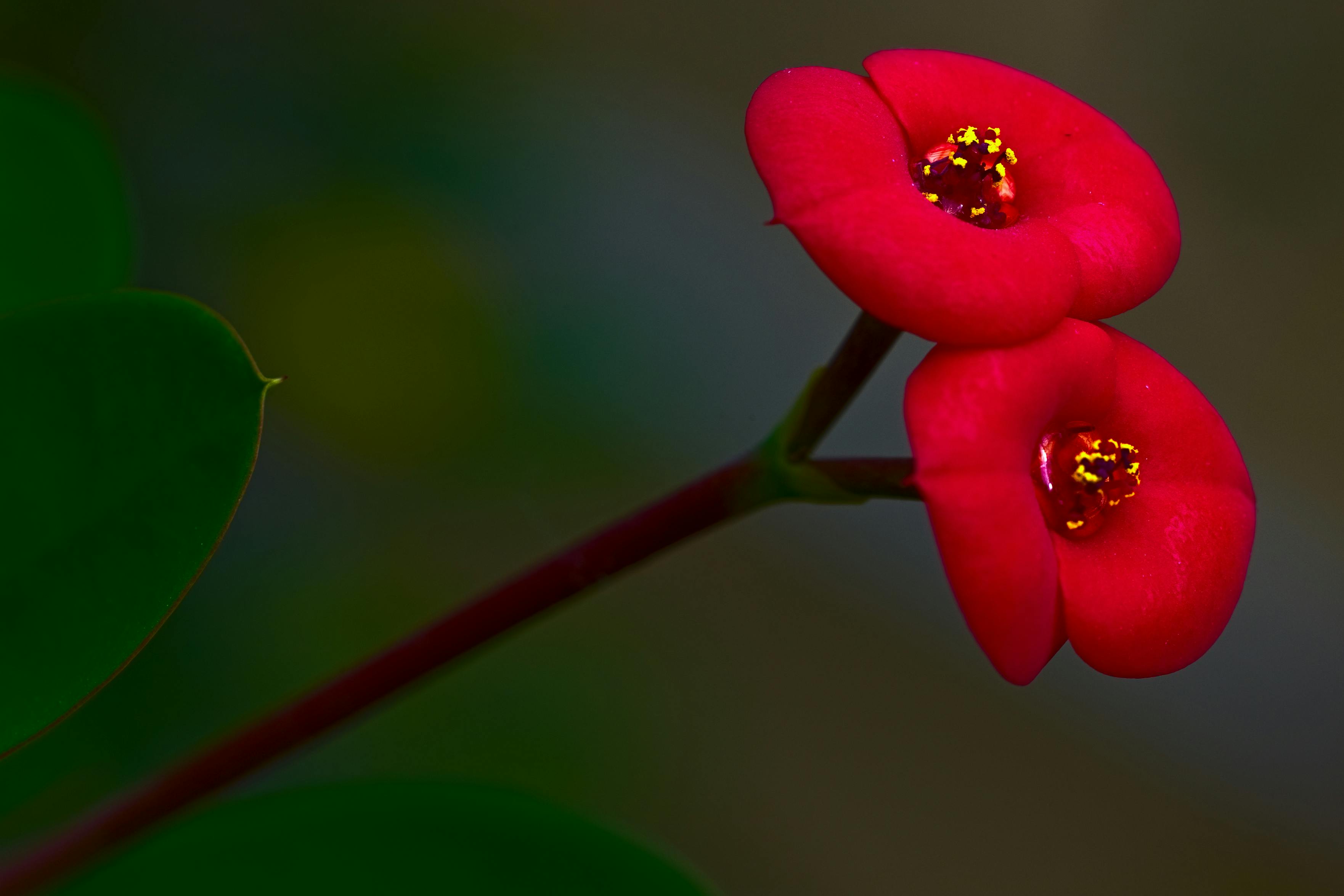 Skyline del distrito de negocios de Cali, Colombia, representando la oportunidad de inversión en diseño web.