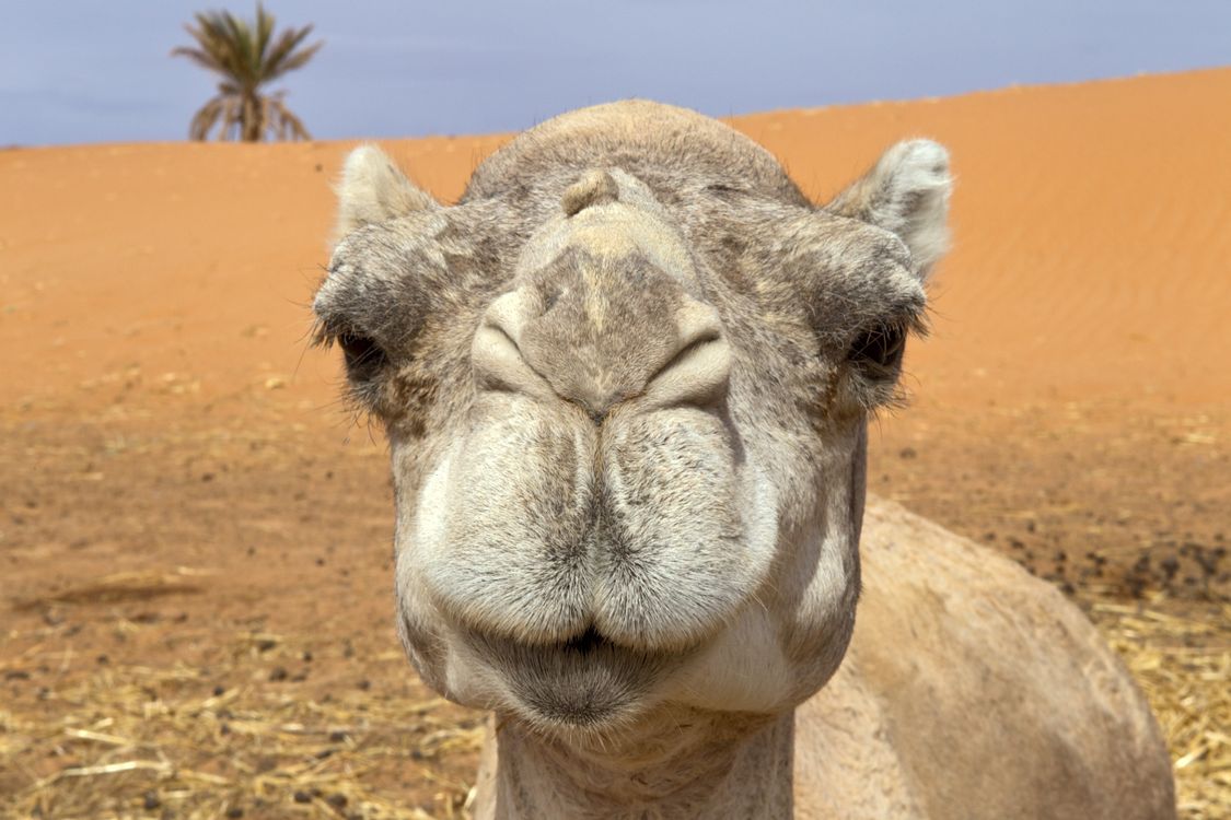 Close up Photo Of A Camel s Face Free Stock Photo close-up-photo-of-a-camel-s-face-free-stock-photo