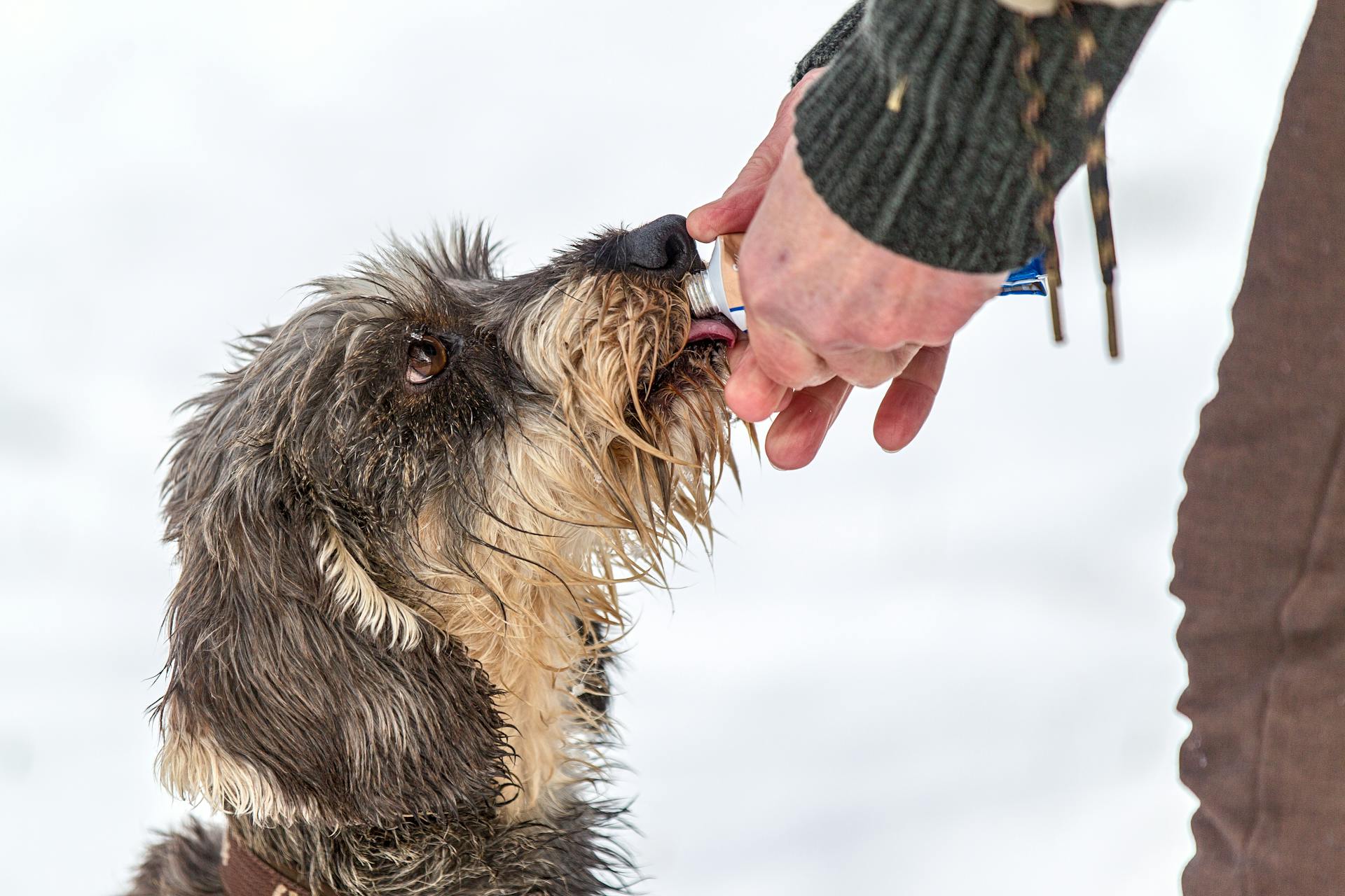 Feeding Dog in Winter