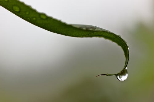 Macro Photography of a Dewdrop on a Leaf 