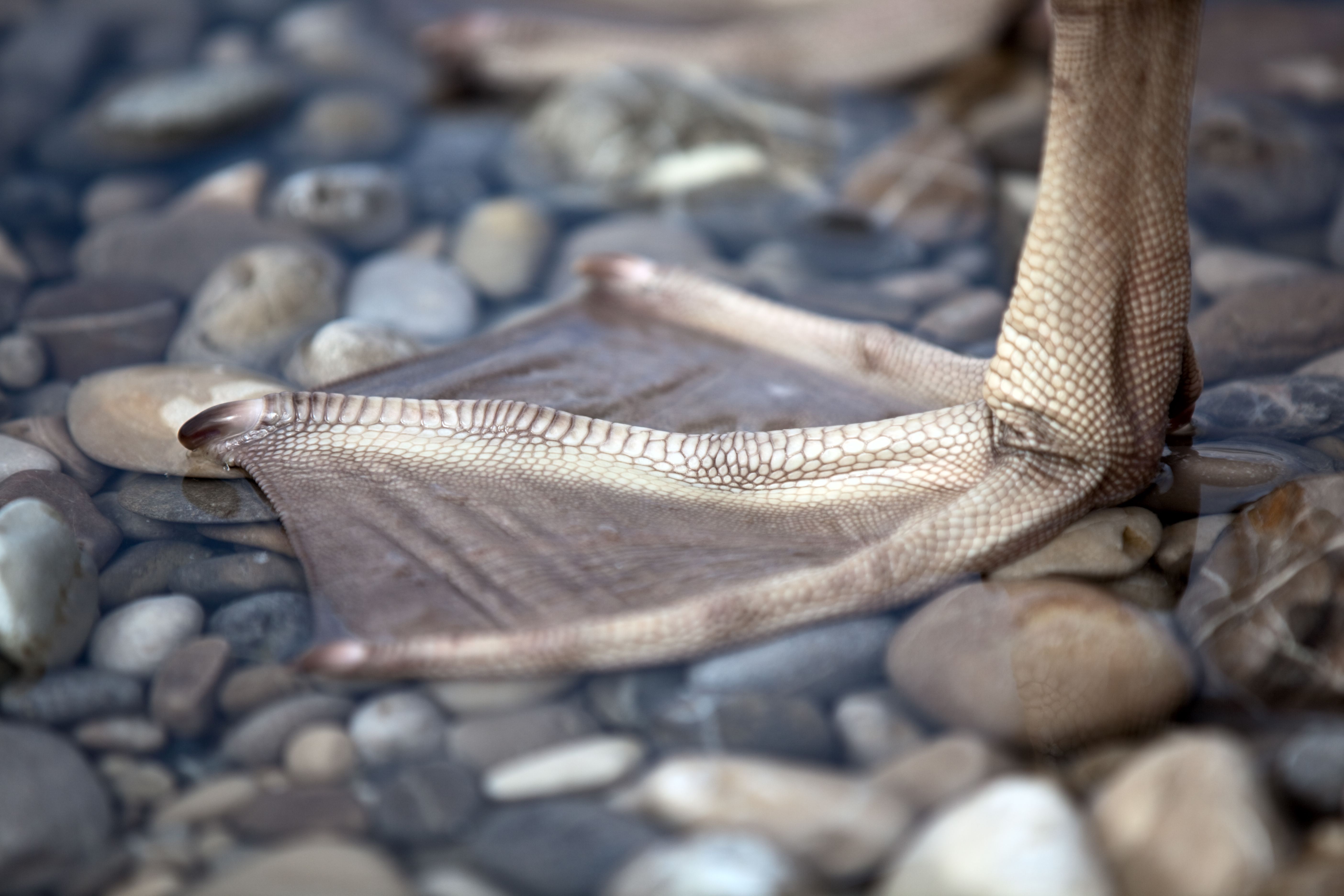 Feet on Wet Rocks · Free Stock Photo