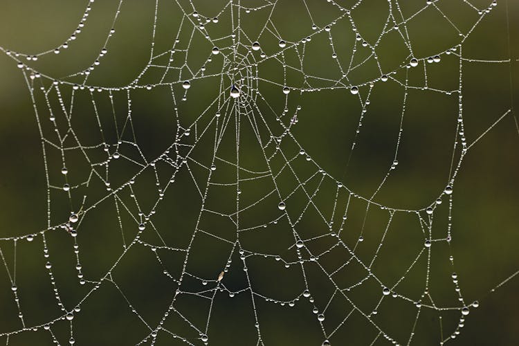 Cobweb With Waterdrops