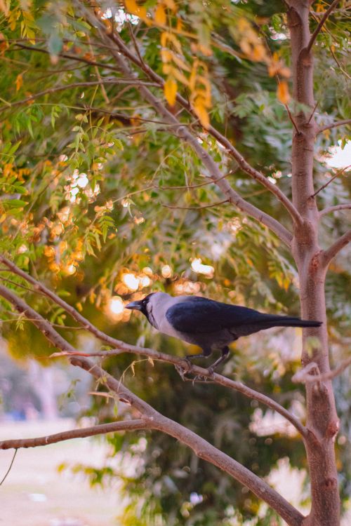 Free A hooded crow sits on a tree branch with autumn foliage in the background, captured in a serene outdoor setting. Stock Photo