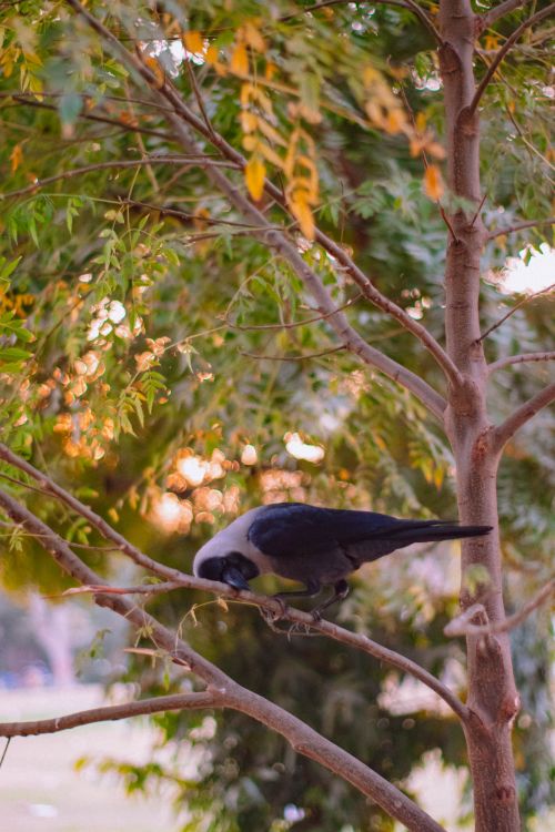 Free A crow sits on a branch surrounded by autumn leaves, illuminated by sunset light. Stock Photo