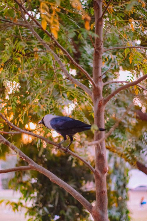 Free A solitary jackdaw perched on a tree branch with a sunset backdrop, capturing nature's tranquility. Stock Photo