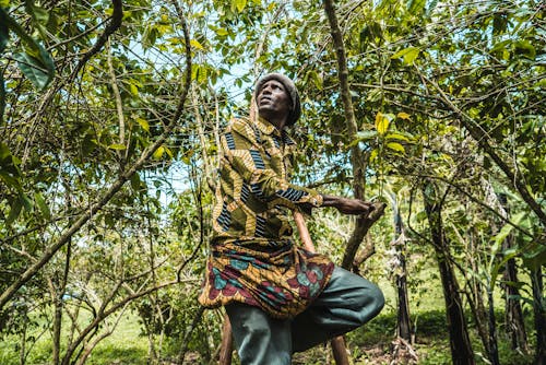 Imagine de stoc gratuită din Africa, agricultură, arbore