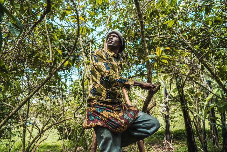 A farmer tending robusta coffee under light shade in Muhanga, Rwanda — shade and mulch buffer the crop through erratic rains.