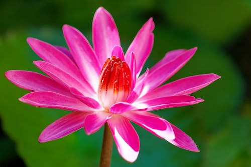 Free Close-Up Shot of a Water Lily  Stock Photo