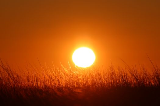 Captivating orange sunset over a field with tall grass in Stamford, Connecticut.