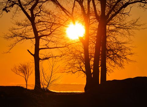 A beautiful silhouette of trees with a vibrant sunset in the background, creating a serene and warm atmosphere.