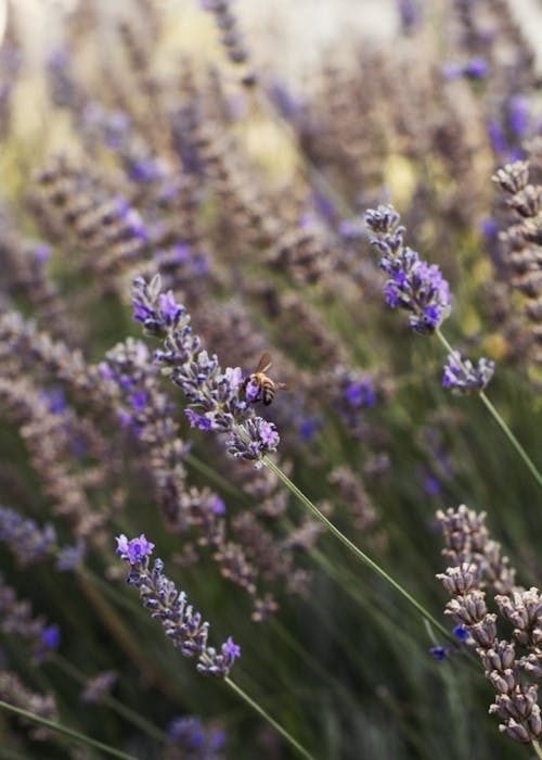Close-Up Photo of Bee perched on Lavender Flower