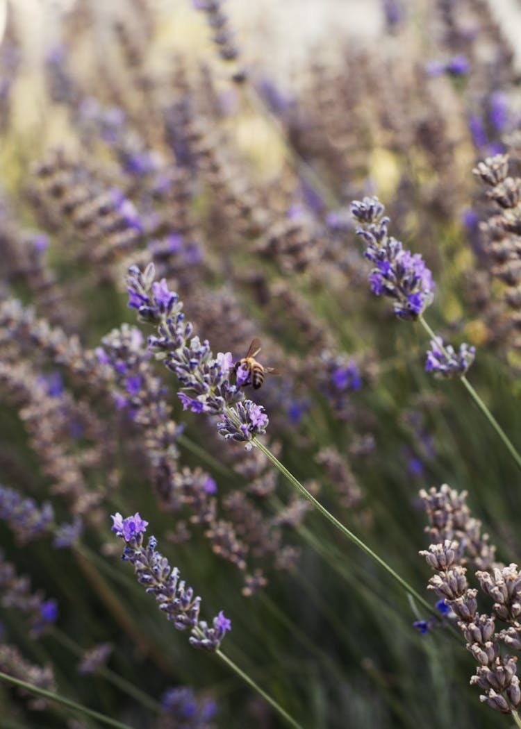 Close-Up Photo Of Bee Perched On Lavender Flower