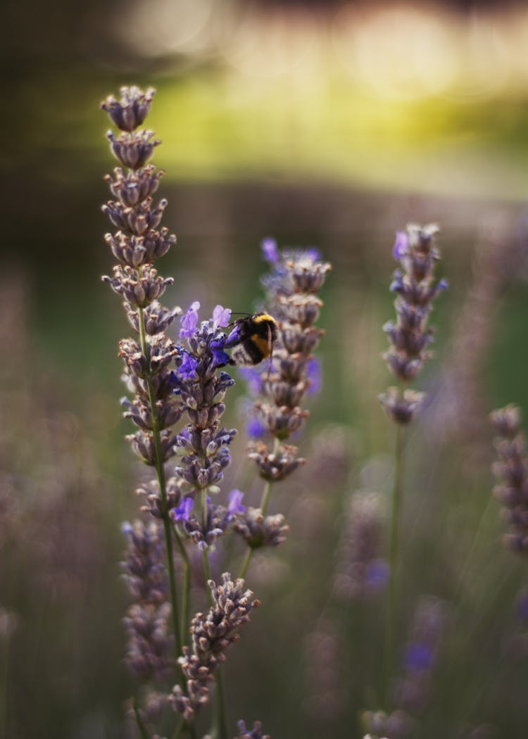 Close-Up Photo Of Bee Perched On Lavender