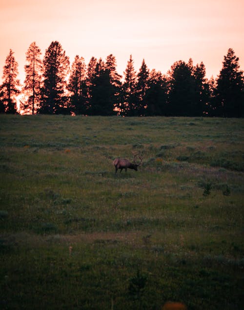A Roosevelt Elk on a Field