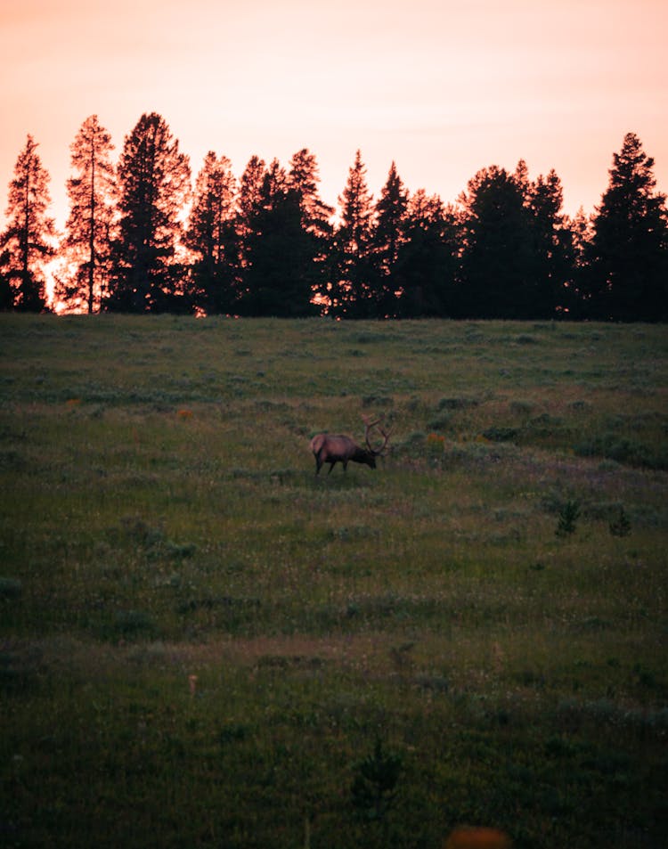 A Roosevelt Elk On A Field