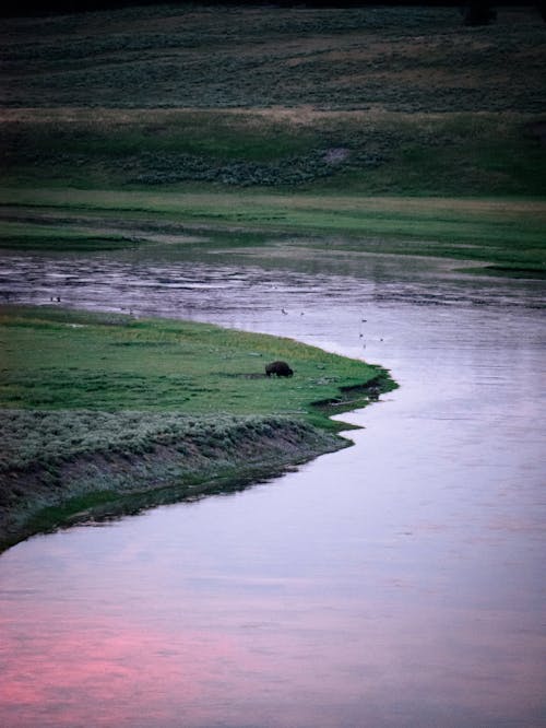 Foto d'estoc gratuïta de alba, animal, capvespre