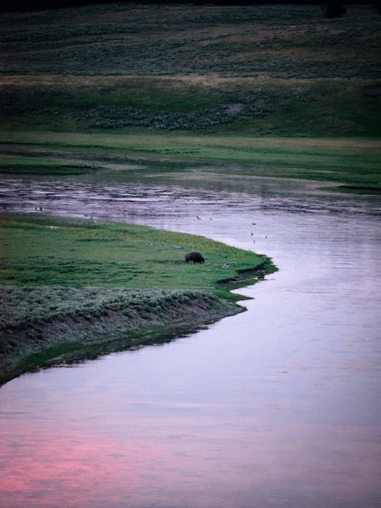 Animal On Riverbank At Dawn