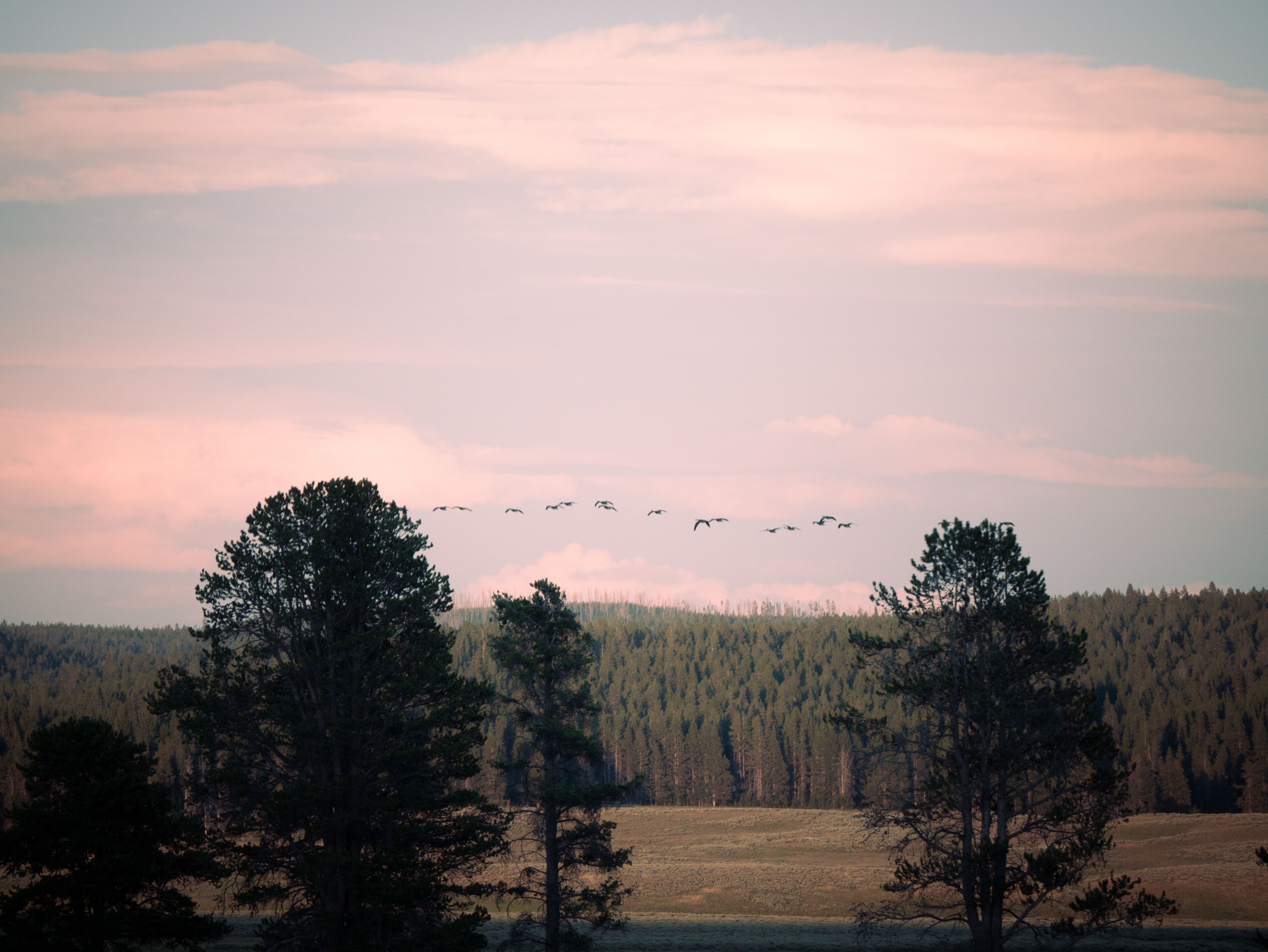Flock of Birds Flying Over Roofs of Buildings · Free Stock Photo