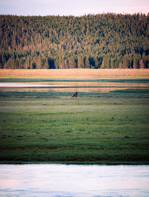 Scenic View of a Deer Grazing on Grass