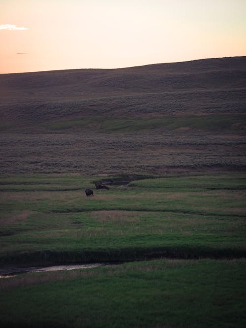 Bison Standing in Grass Field