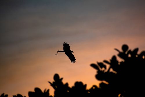 Free A majestic bird silhouette flying against a colorful sunset sky with trees in the foreground. Stock Photo