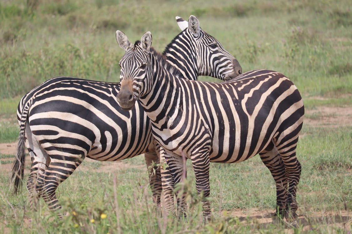 Zebras on the Savanna