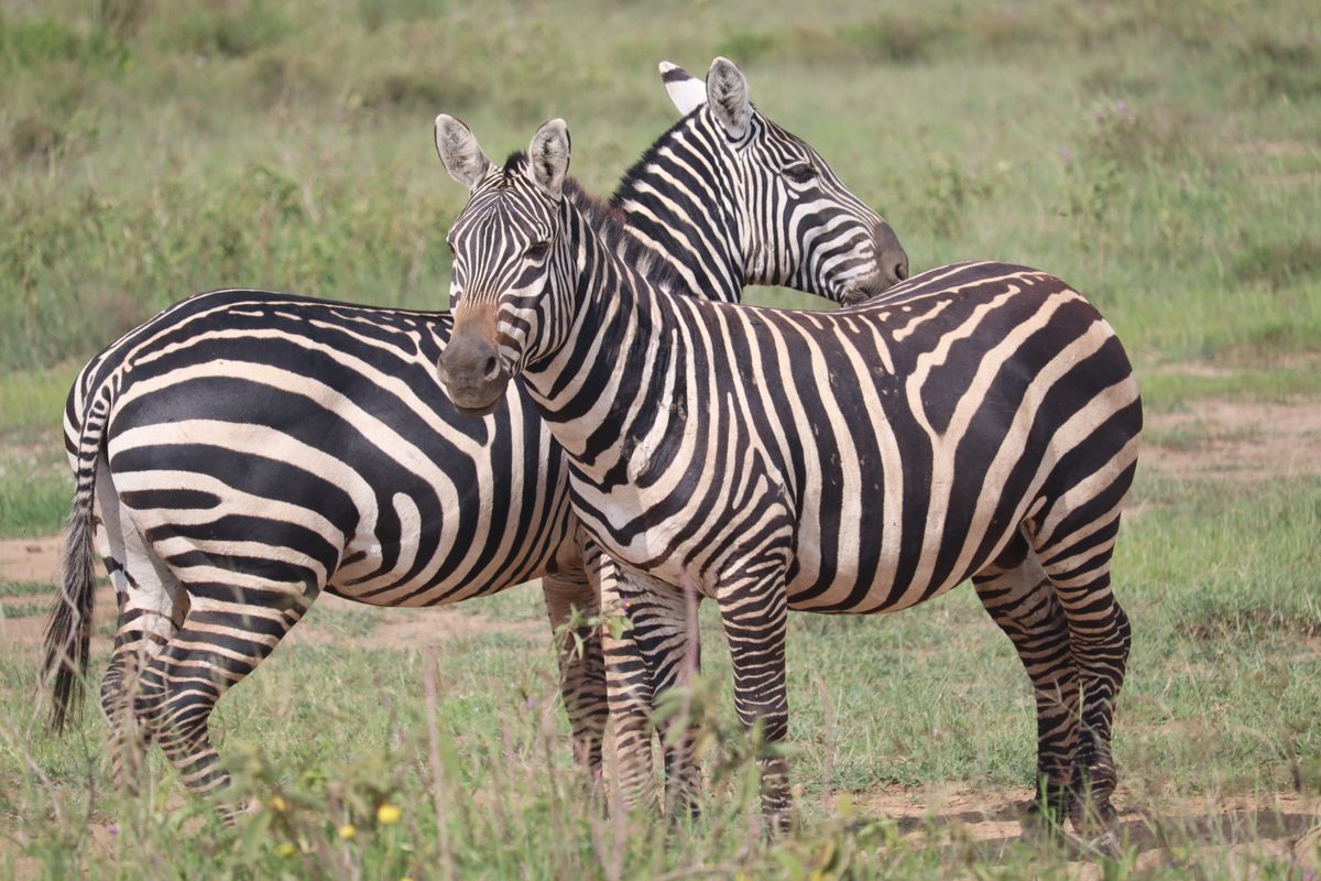 Two zebras grazing on green savanna grassland near Nairobi.