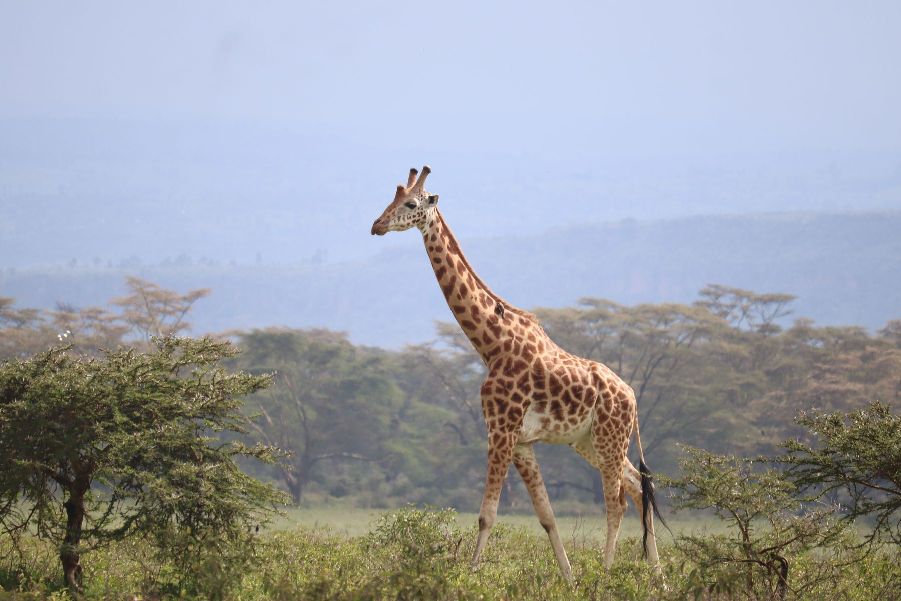 Nairobi to Naivasha by Shuttle or Matatu: What to Expect