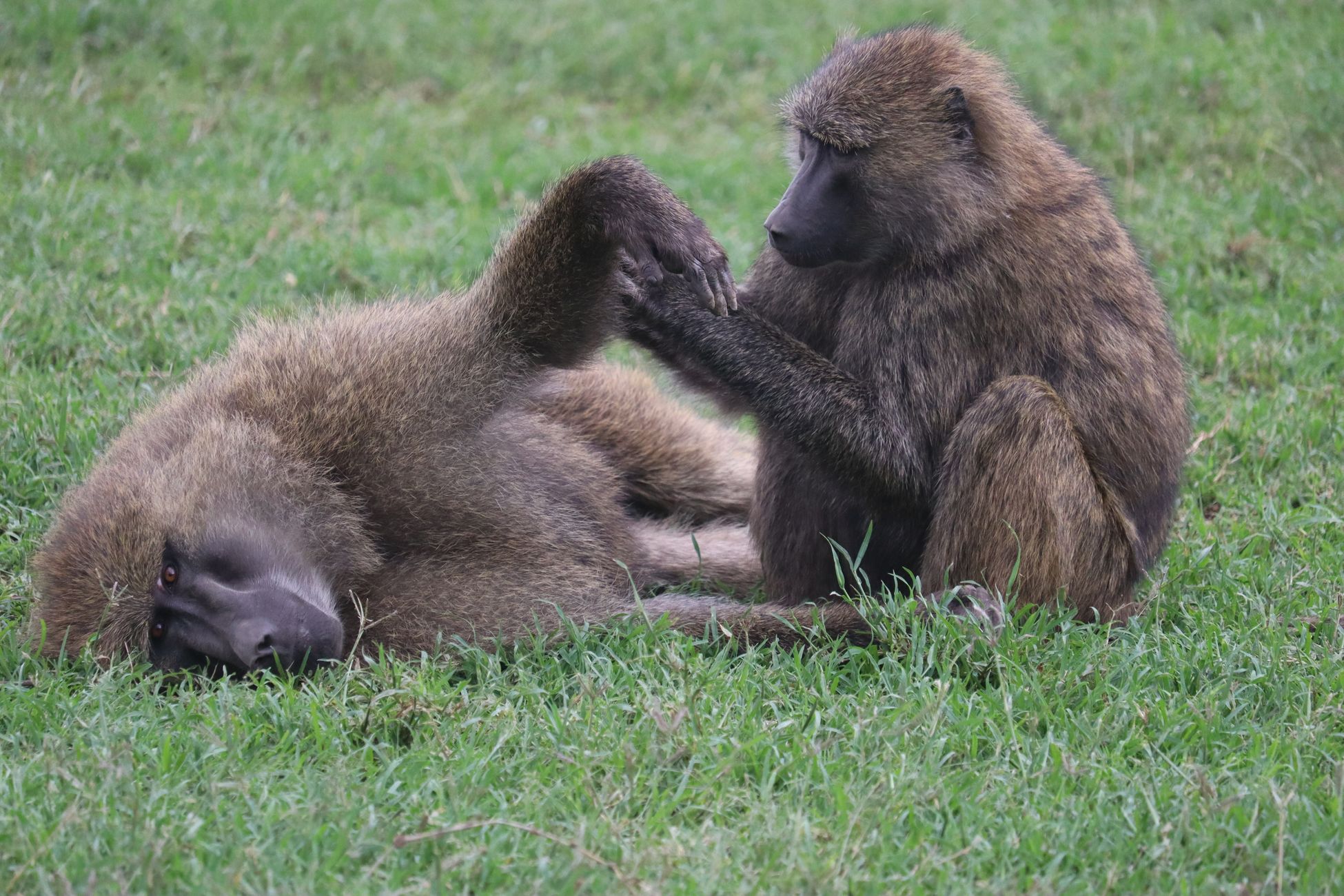 Bavianen veroorzaakten jarenlang overlast in Safaripark Beekse Bergen